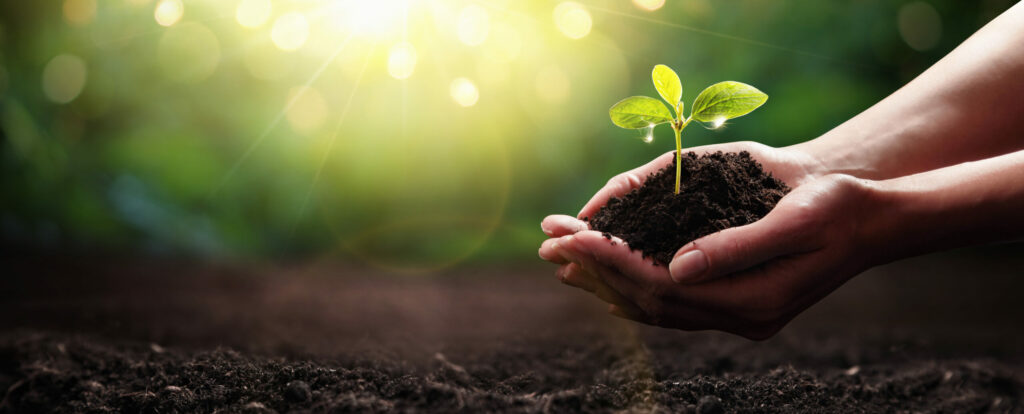 Close Up Plant in Female Hands. Care of the Environment. Ecology concept